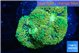 Ricordea floridae green 2 polyps WYSIWYG acclimaté