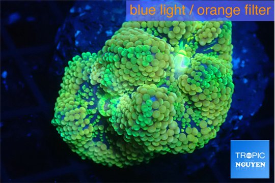 Ricordea floridae green 2 polyps WYSIWYG acclimaté