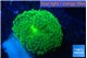 Ricordea floridae green 1 polyp WYSIWYG acclimaté