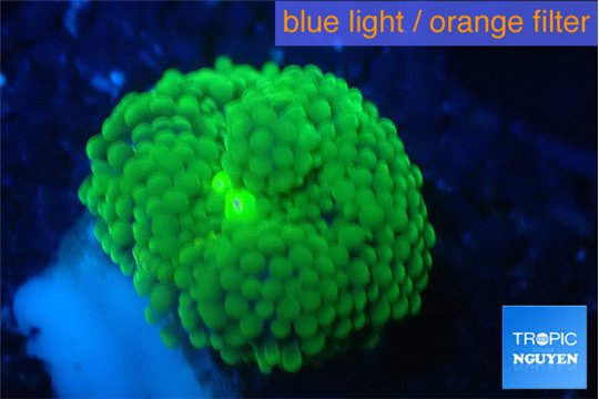 Ricordea floridae green 1 polyp WYSIWYG acclimaté