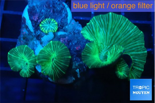 Discosoma striata green 4-5 polyps WYSIWYG acclimaté