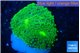 Ricordea floridae green 1 polyp WYSIWYG acclimaté