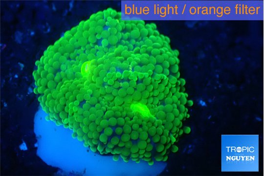 Ricordea floridae green 1 polyp WYSIWYG acclimaté