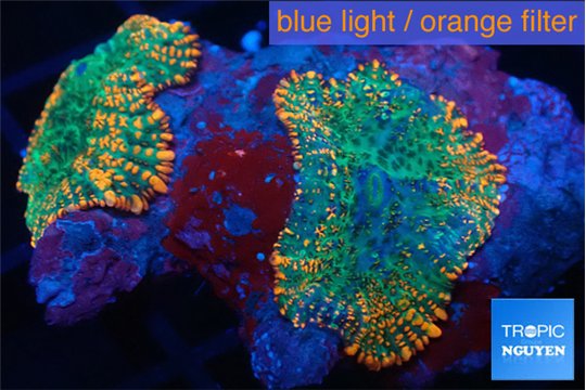 Rhodactis green fire forest 2 polyps WYSIWYG acclimaté