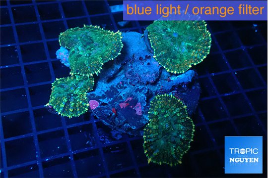 Rhodactis green purple 4 polyps WYSIWYG acclimaté