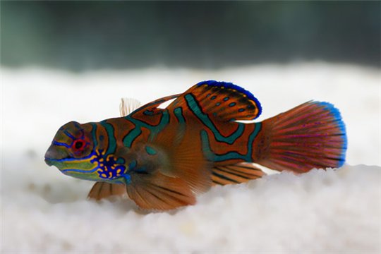 Synchiropus splendidus red green variant mâle 4-5 cm