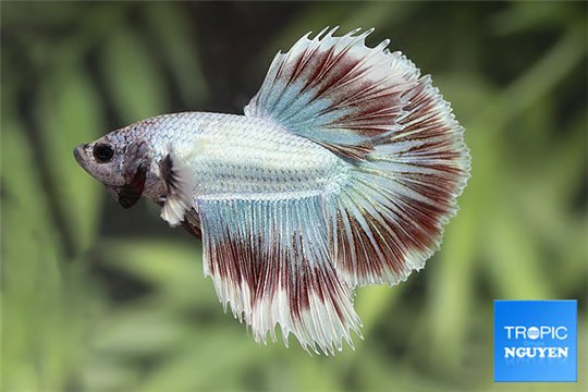 Betta mâle halfmoon dragon select 4-6 cm WYSIWYG acclimaté