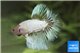 Betta mâle halfmoon dragon select 4-6 cm WYSIWYG acclimaté