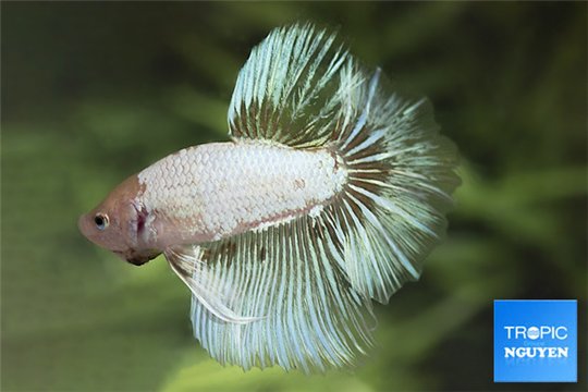 Betta mâle halfmoon dragon select 4-6 cm WYSIWYG acclimaté