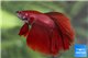 Betta mâle halfmoon red solid color 4-6 cm WYSIWYG acclimaté