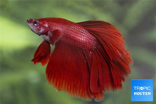 Betta mâle halfmoon red solid color 4-6 cm WYSIWYG acclimaté