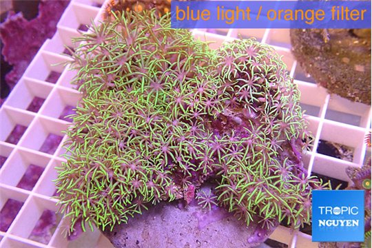 Pachyclavularia full neon green 8-14cm WYSIWYG acclimaté