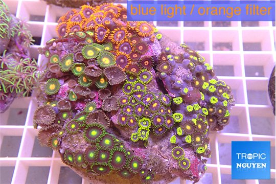 Zoanthus garden mix color 8-12 cm WYSIWYG acclimaté