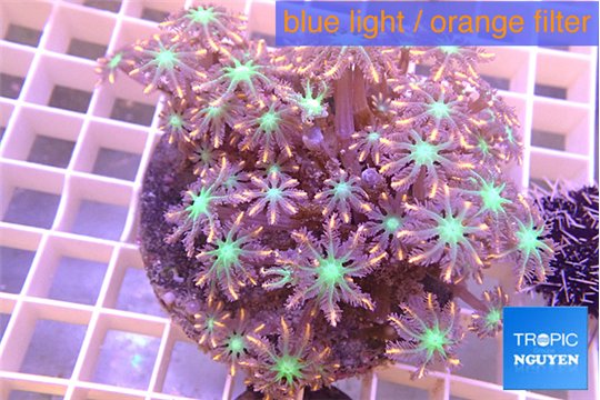 Clavularia papaya orange & green 8-12 cm WYSIWYG acclimaté