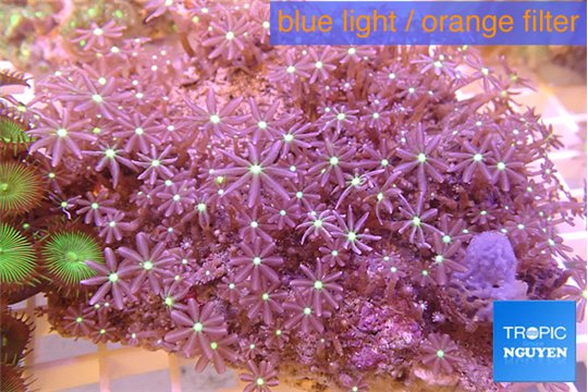 knopia octocontacanalis jasmine polyps 9-14 cm WYSIWYG acclimaté