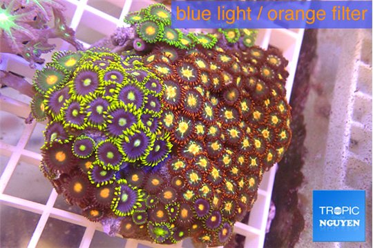 Zoanthus garden mix color 8-12 cm WYSIWYG acclimaté