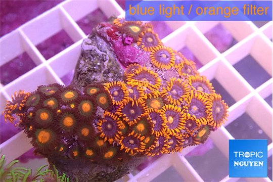 Zoanthus mix color 3-5 cm WYSIWYG acclimaté