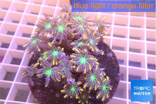 Clavularia papaya orange & green 7-10 cm WYSIWYG acclimaté