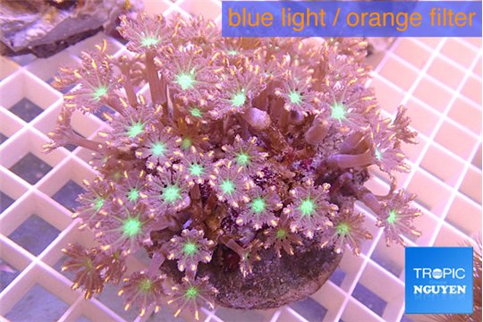 Clavularia papaya orange & green 8-12 cm WYSIWYG acclimaté