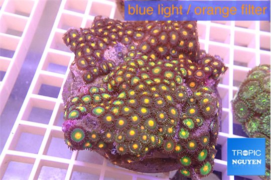 Zoanthus orange 8-12 cm WYSIWYG acclimaté