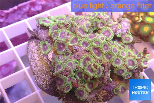 Zoanthus Fijii premium 8-12 cm WYSIWYG acclimaté