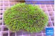Pachyclavularia neon green 8-12 cm WYSIWYG acclimaté