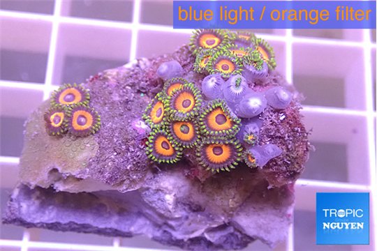 Zoanthus rainbow 2-4 cm WYSIWYG acclimaté