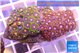 Zoanthus mix color 4-6 cm WYSIWYG acclimaté