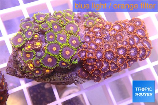 Zoanthus mix color 4-6 cm WYSIWYG acclimaté