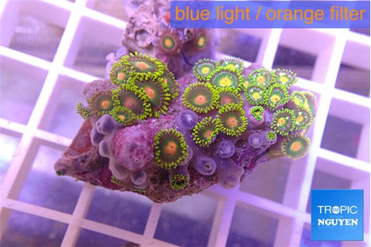 Zoanthus mix color 3-4 cm WYSIWYG acclimaté