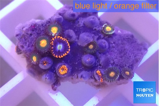 Zoanthus red blue 1-3 cm WYSIWYG acclimaté