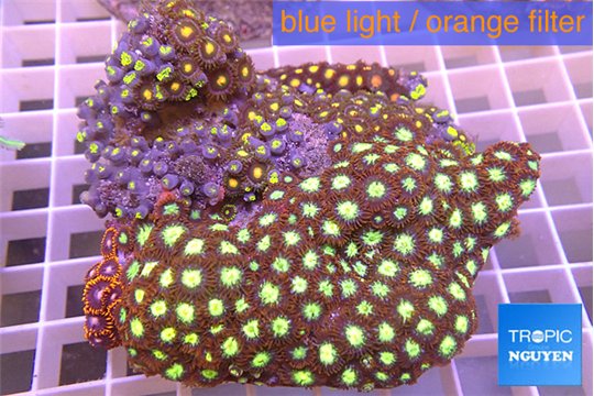 Zoanthus red gold 8-14 cm WYSIWYG acclimaté