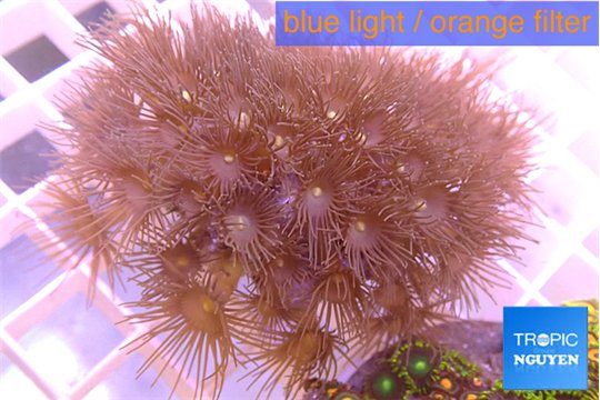 Parazoanthus gracilis yellow 4-6 cm WYSIWYG acclimaté