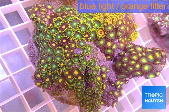 Zoanthus garden mixed color 8-12 cm WYSIWYG acclimaté