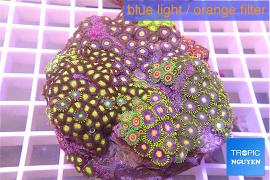 Zoanthus garden mixed color 8-12 cm WYSIWYG acclimaté