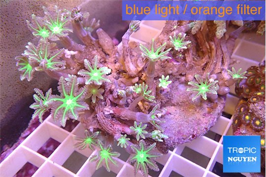 Clavularia papaya orange & green 7-10 cm WYSIWYG acclimaté