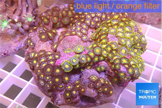 Zoanthus garden mixed color 8-12 cm WYSIWYG acclimaté