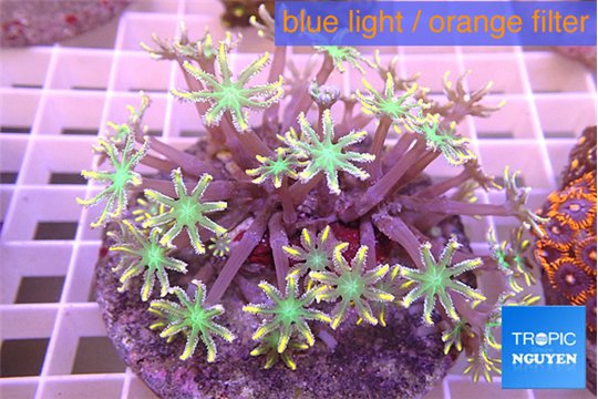 Clavularia papaya orange & green 8-12 cm WYSIWYG acclimaté