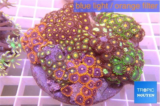 Zoanthus garden mixed color 8-12 cm WYSIWYG acclimaté