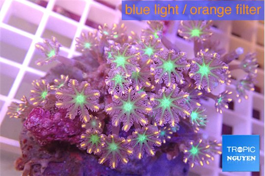 Clavularia papaya orange & green 8-12 cm WYSIWYG acclimaté