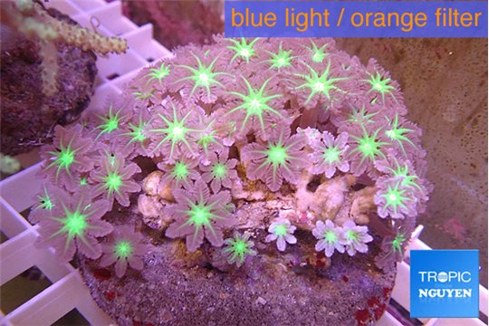 Clavularia papaya purple & green 8-12 cm WYSIWYG acclimaté