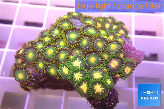 Zoanthus green gold 3-4 cm WYSIWYG acclimaté