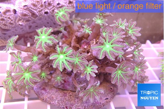 Clavularia papaya purple & green 8-12 cm WYSIWYG acclimaté