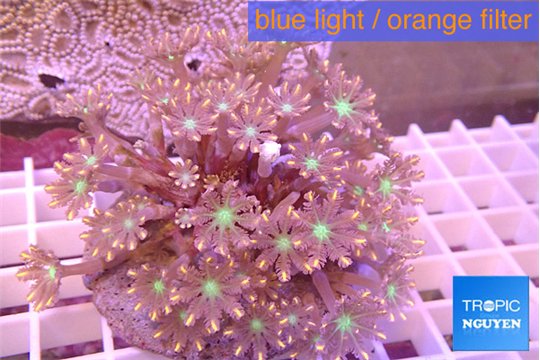 Clavularia papaya orange & green 8-12 cm WYSIWYG acclimaté