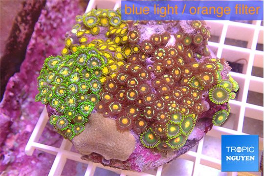 Zoanthus garden mixed color 8-12 cm WYSIWYG acclimaté