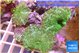 Discosoma green flame 3 polyps WYSIWYG acclimaté