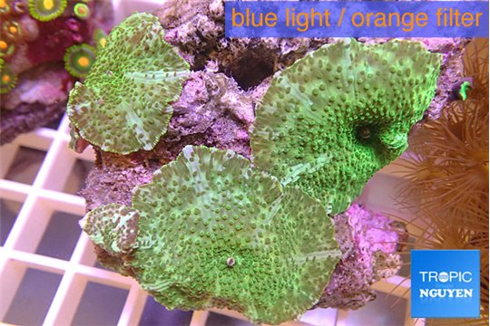 Discosoma green flame 3 polyps WYSIWYG acclimaté