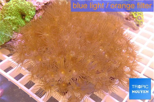 Parazoanthus gracilis yellow 8-12 cm WYSIWYG acclimaté
