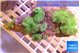 Discosoma green flame 7-8 polyps WYSIWYG acclimaté