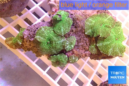 Discosoma green flame 7-8 polyps WYSIWYG acclimaté
